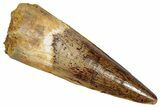 Fossil Spinosaurus Tooth - Real Dinosaur Tooth #356807-1